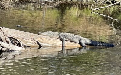 Survival Tips for Alligator Mating Season