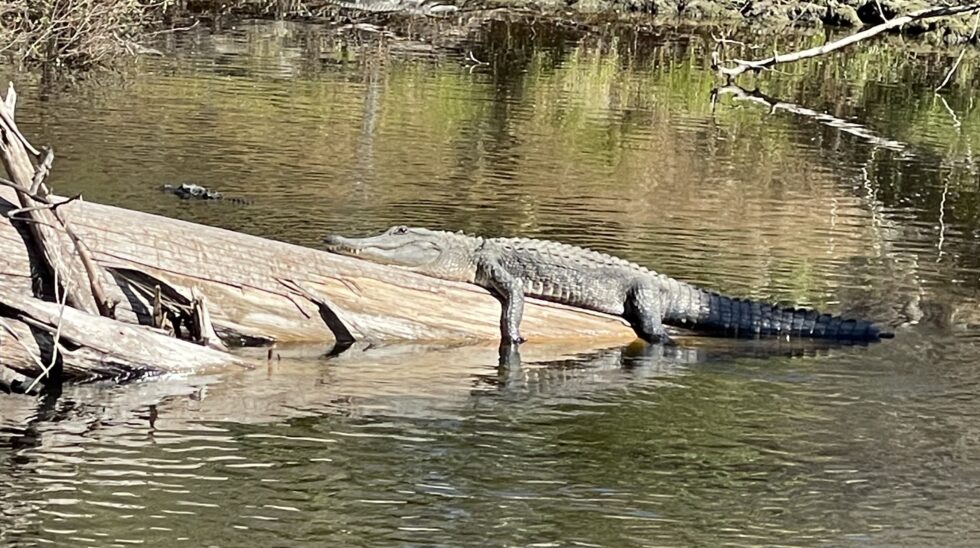 Survival Tips for Alligator Mating Season Peace River Charters