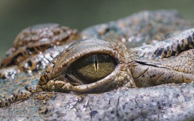 Spot a Croc on Your Next Peace River Tour