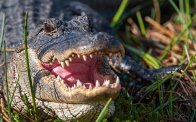 Laws & Regulations Protect Florida Alligators