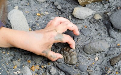 Fossil Hunts Unearth Hidden Treasures