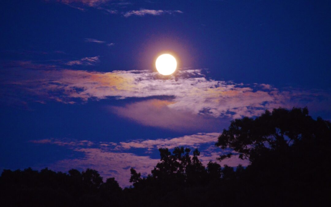 Experience the Wild After Dark With a Night Tour